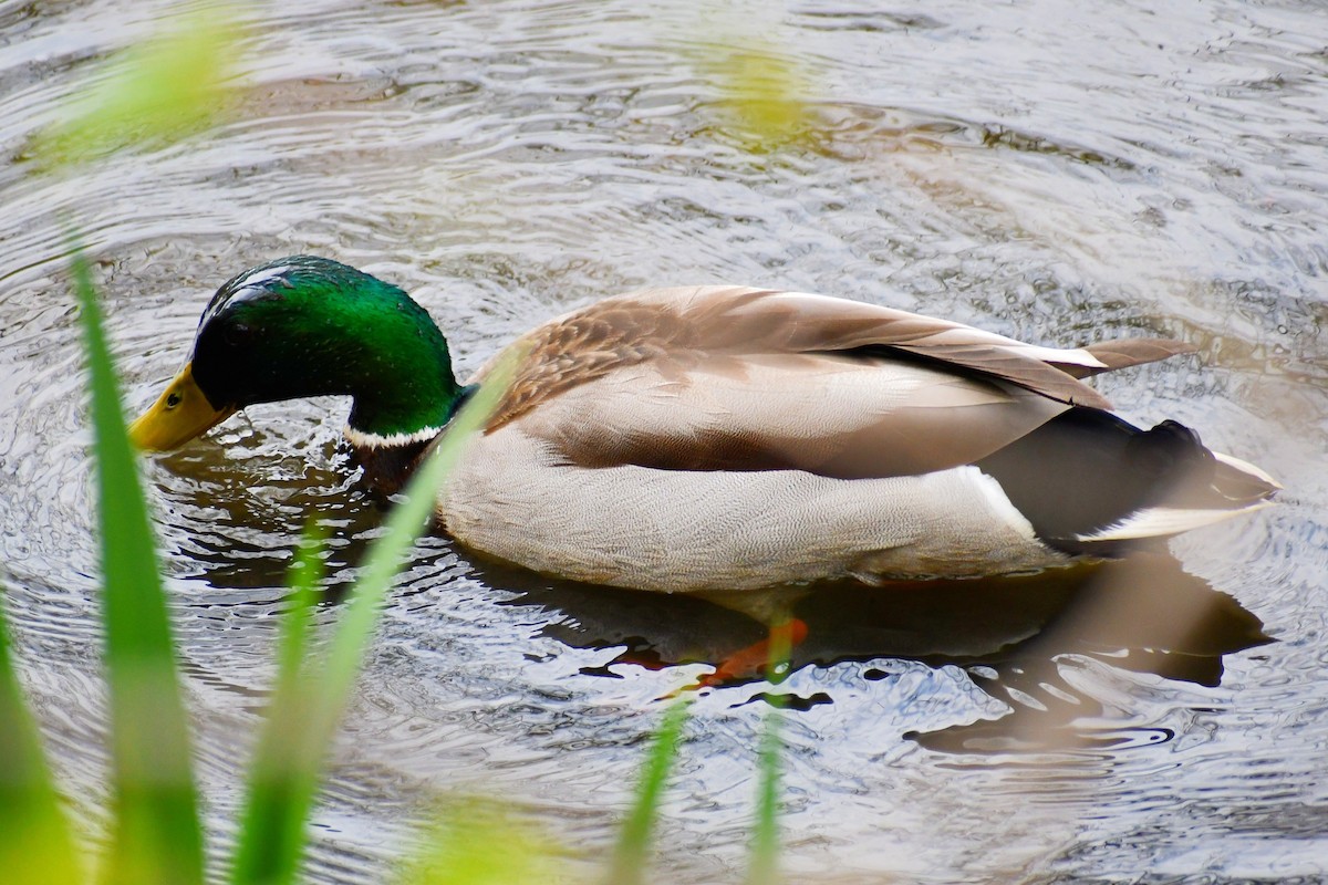 Mallard - ML328792211