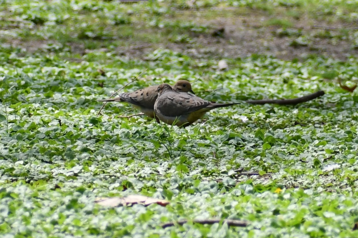 Mourning Dove - ML328792321