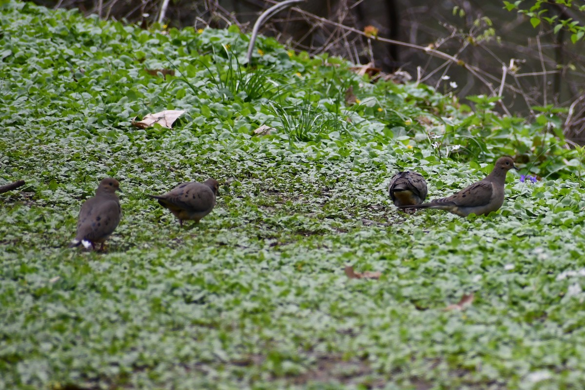Mourning Dove - ML328792351