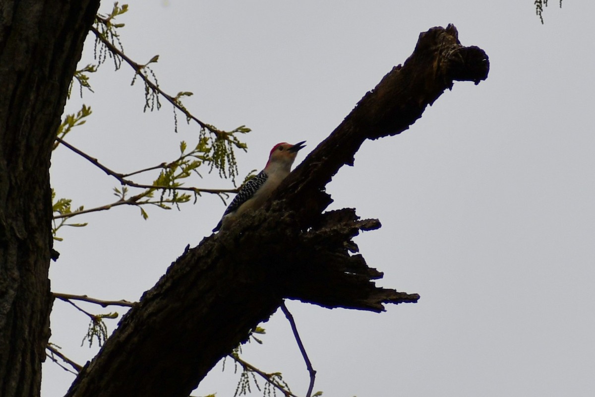 Red-bellied Woodpecker - ML328792421