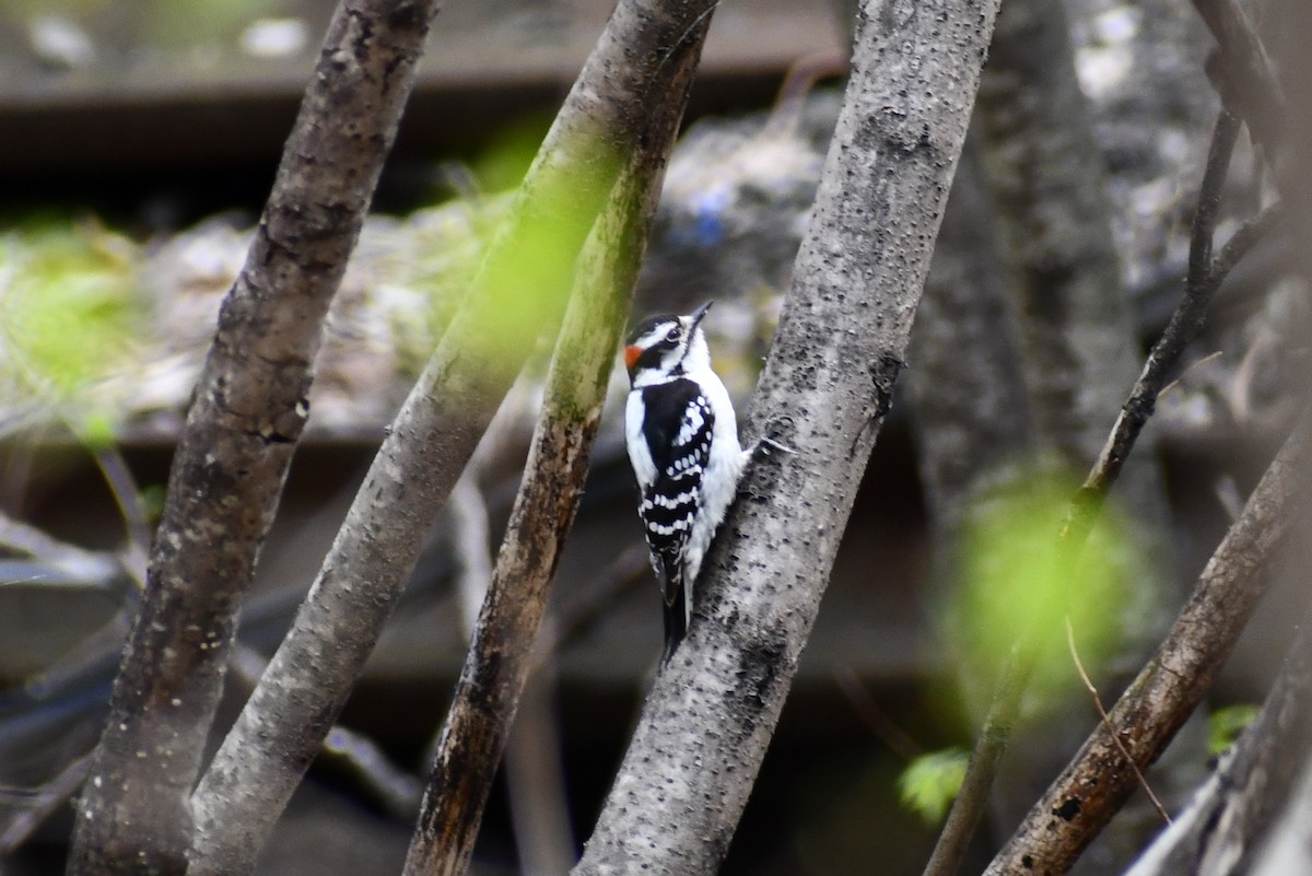 Downy Woodpecker - ML328792481
