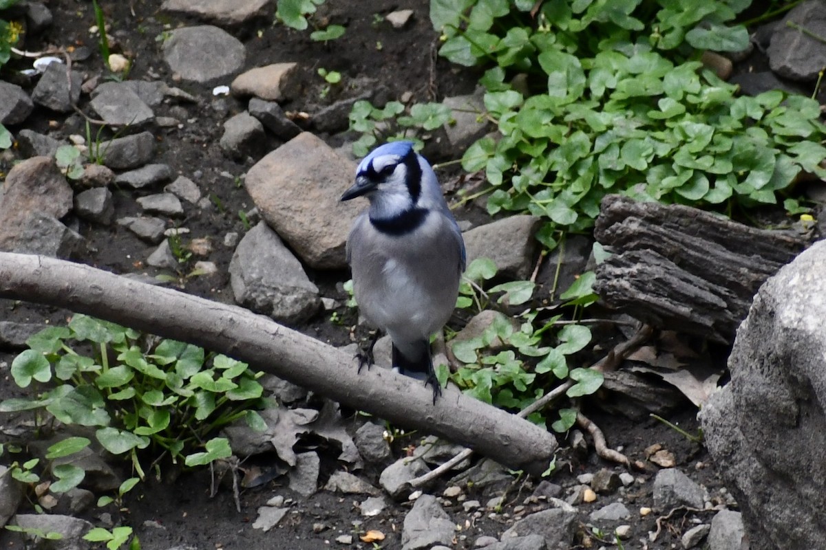Blue Jay - ML328792531
