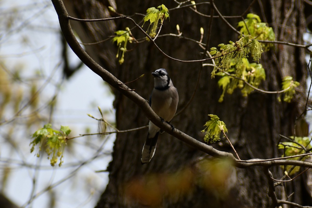 Blue Jay - ML328792541