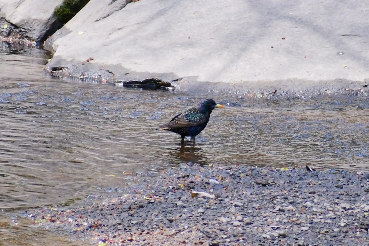 European Starling - ML328792581