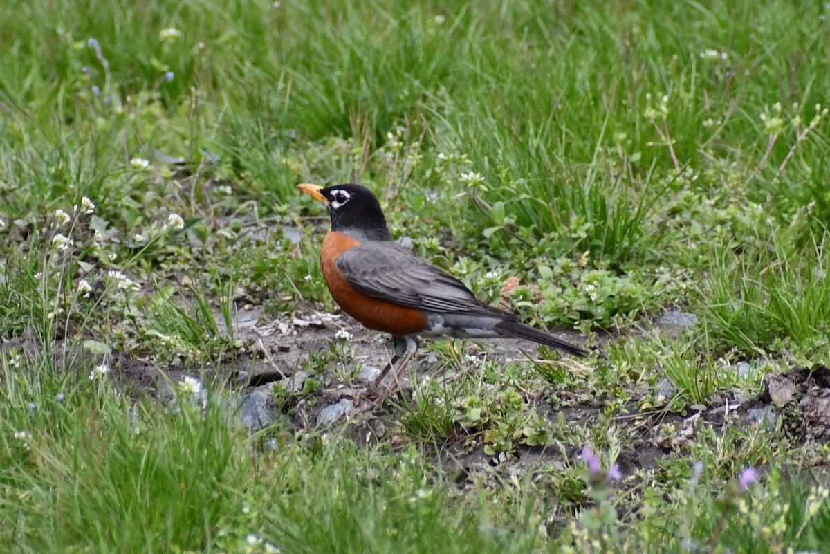 American Robin - ML328792631