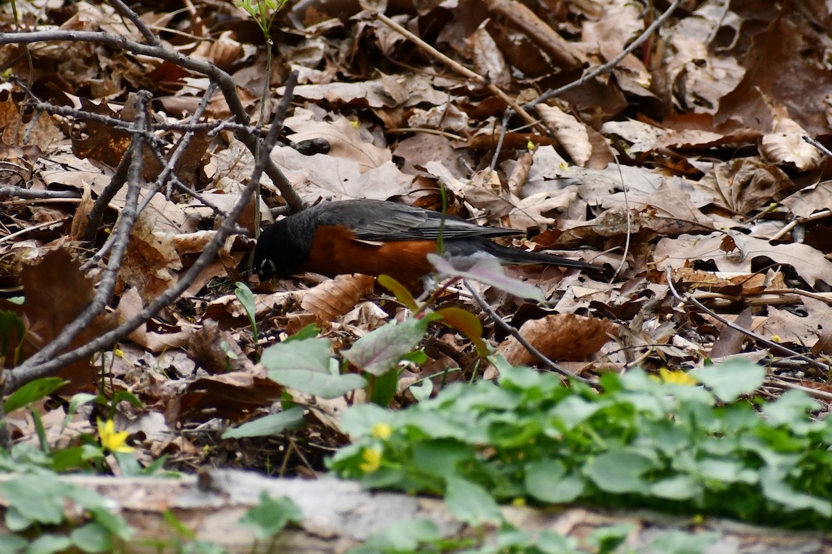 American Robin - ML328792651