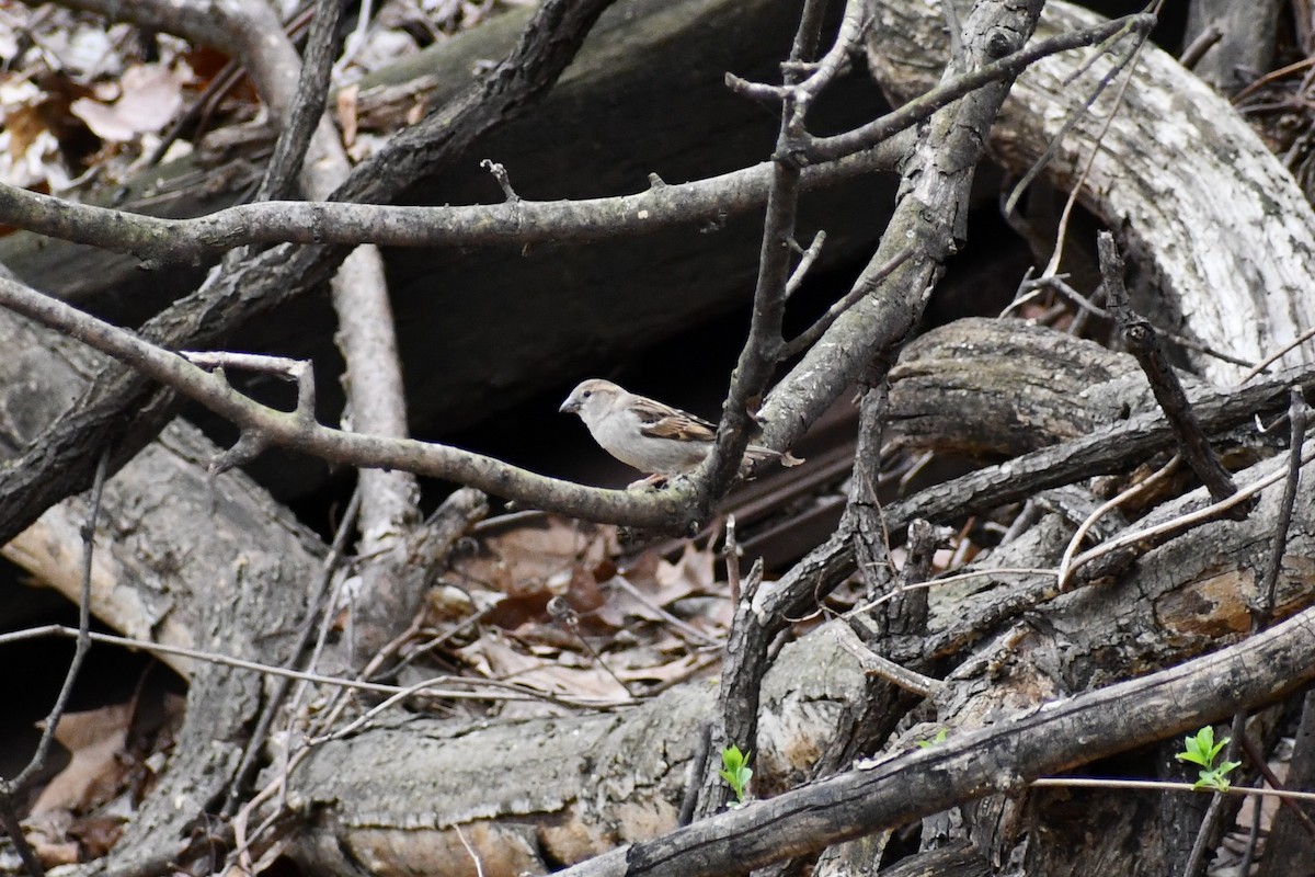 House Sparrow - ML328792661