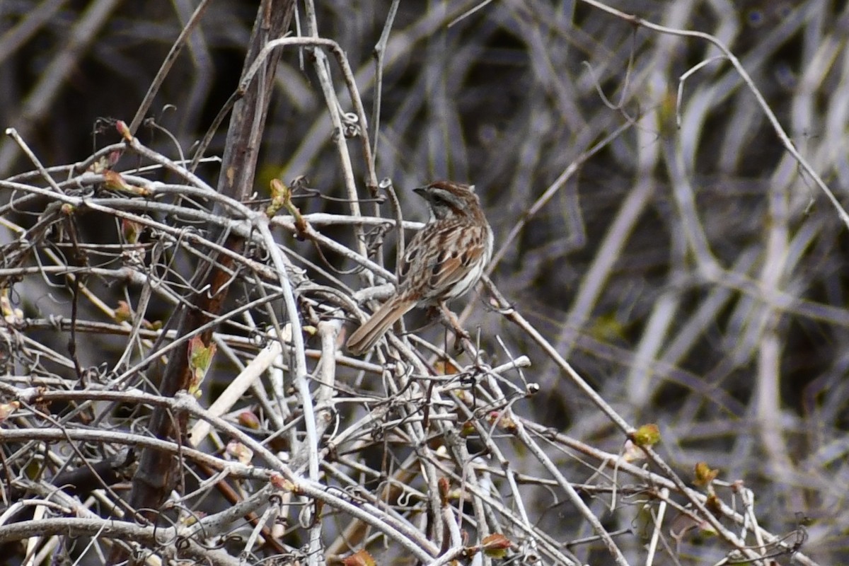 Song Sparrow - ML328792731