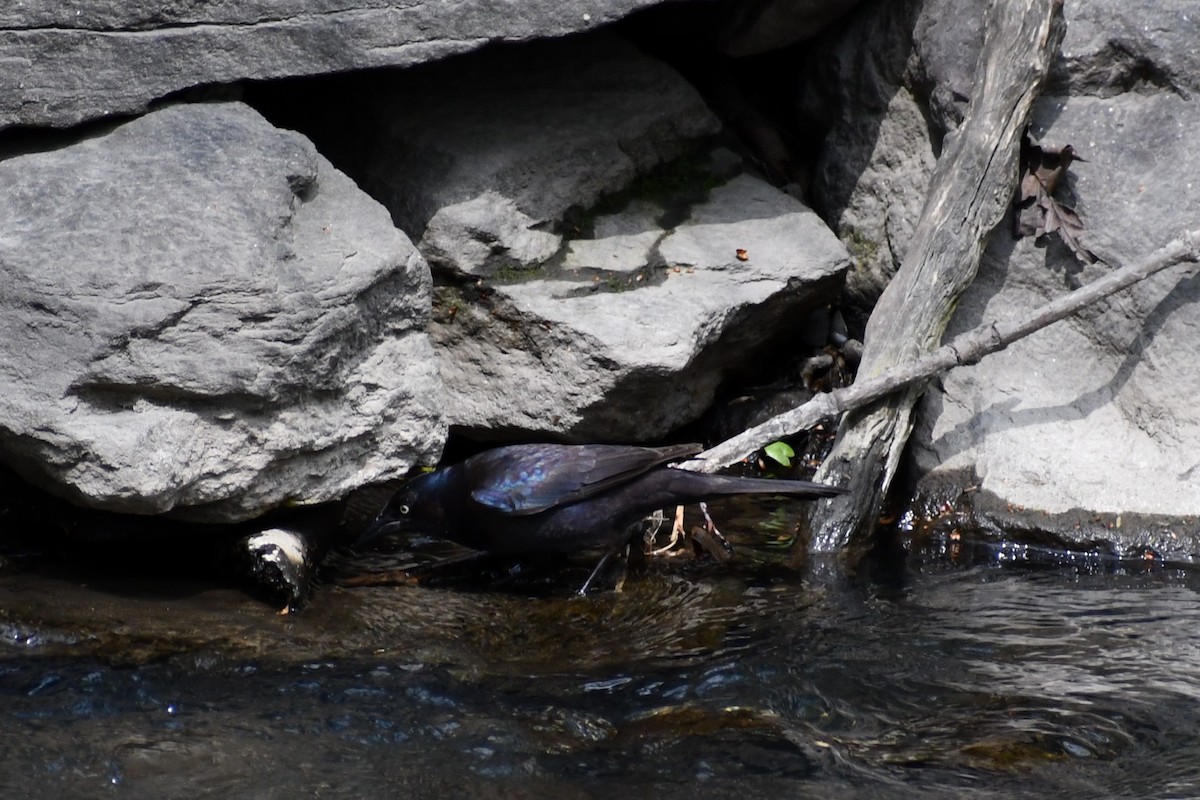 Common Grackle - ML328792861