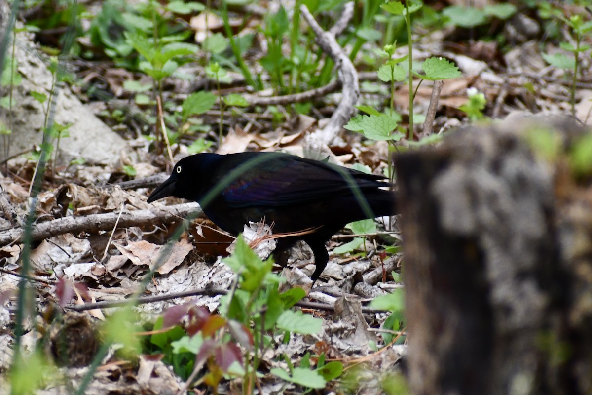 Common Grackle - ML328792871
