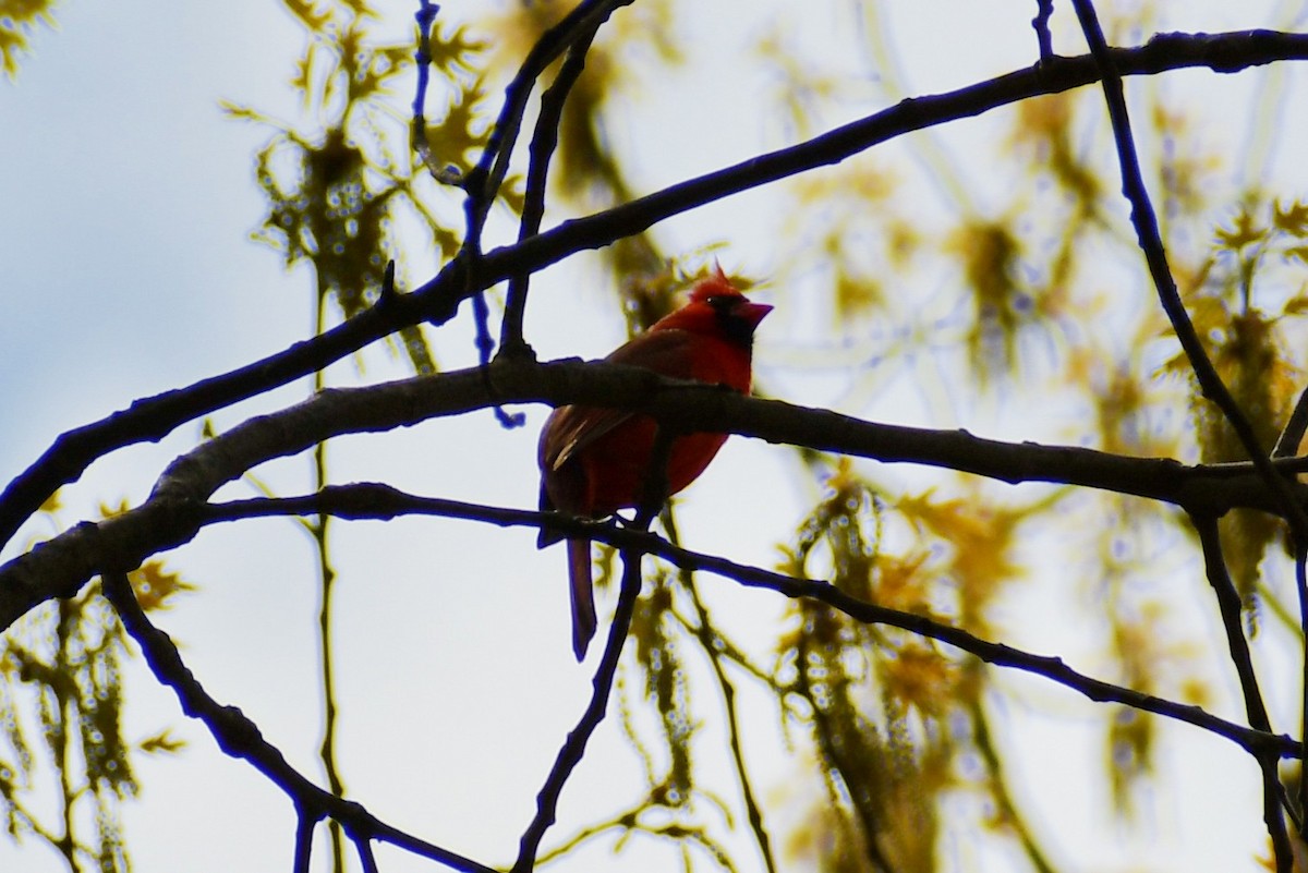 Northern Cardinal - ML328792911