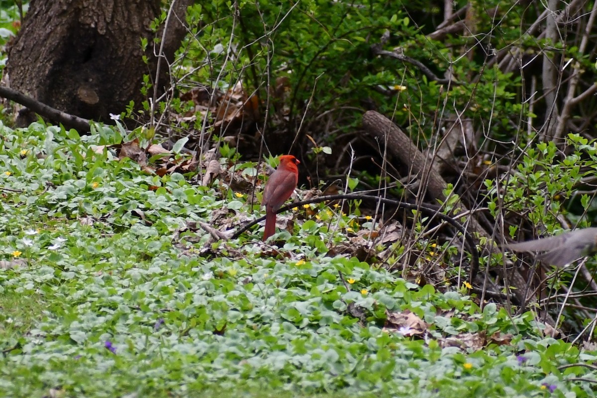 Northern Cardinal - ML328792921