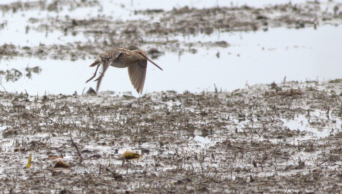 Wilson's Snipe - ML328792961