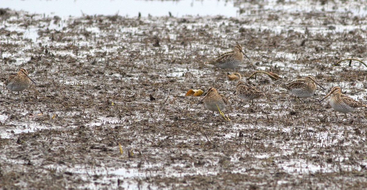 Wilson's Snipe - ML328793021