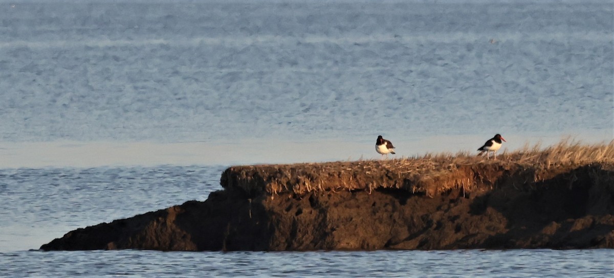 American Oystercatcher - ML328793071