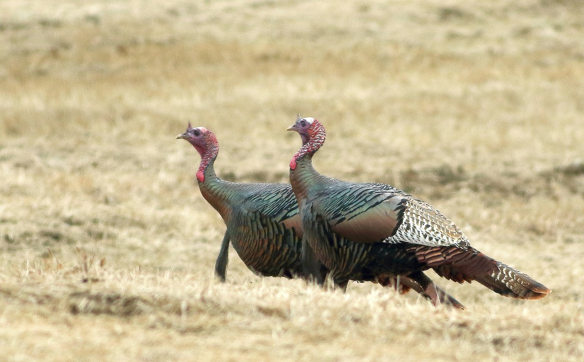 Wild Turkey - ML328793741