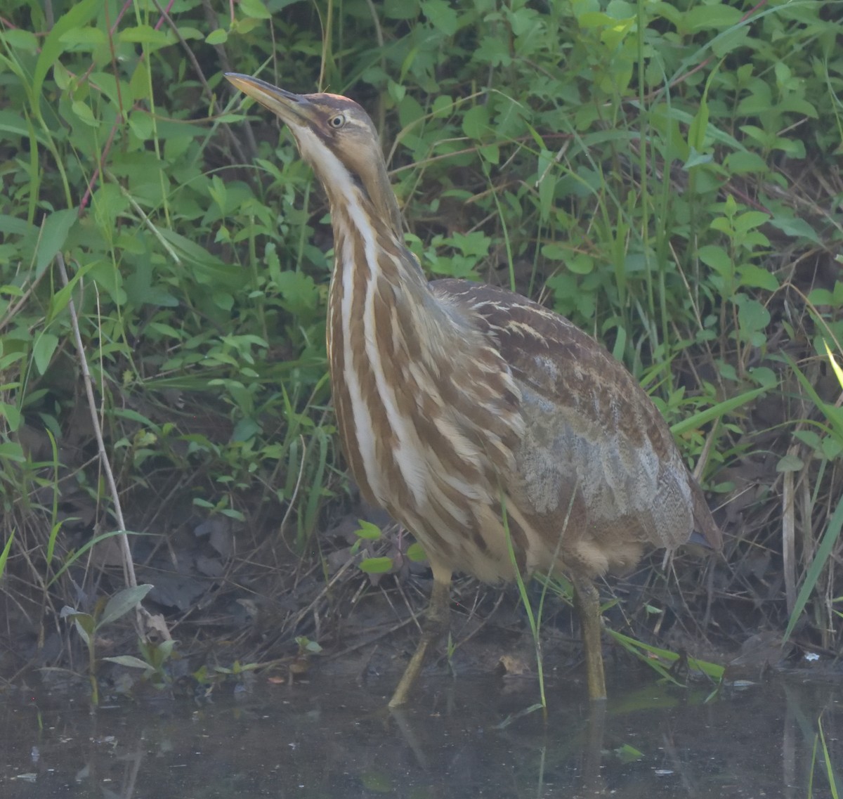 American Bittern - ML328795721