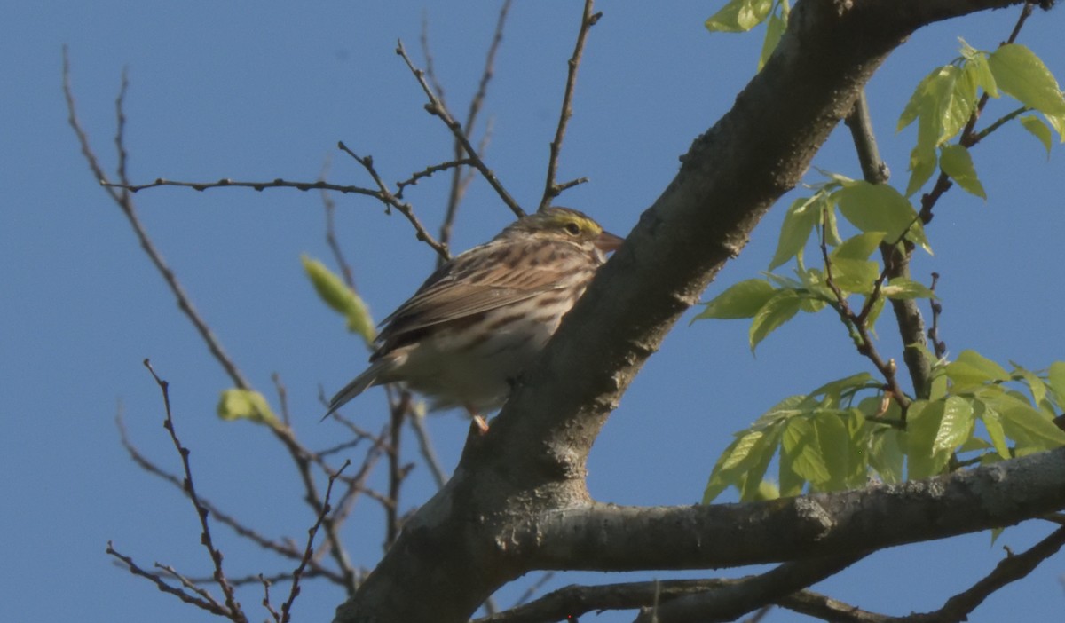 Savannah Sparrow - Richard Snow