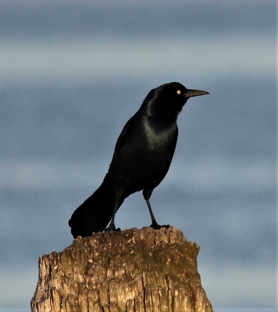 Boat-tailed Grackle (torreyi/alabamensis) - ML328798001