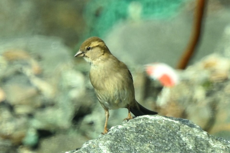 Moineau domestique - ML328798971