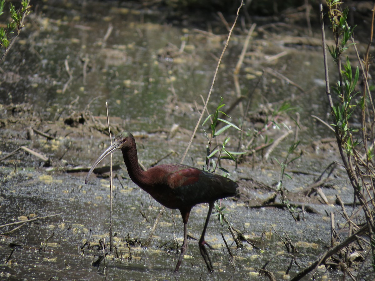 Glossy/White-faced Ibis - Bruce Tannehill