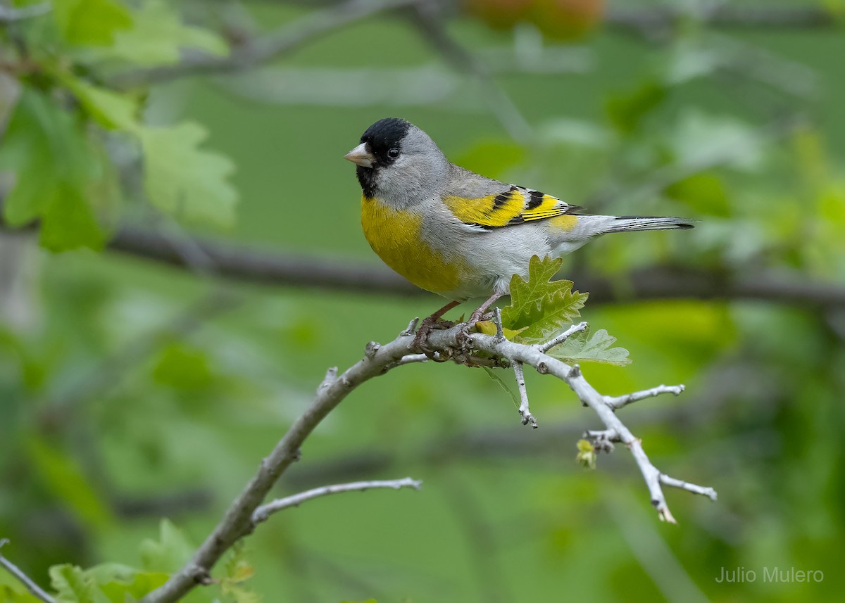 Lawrence's Goldfinch - Julio Mulero