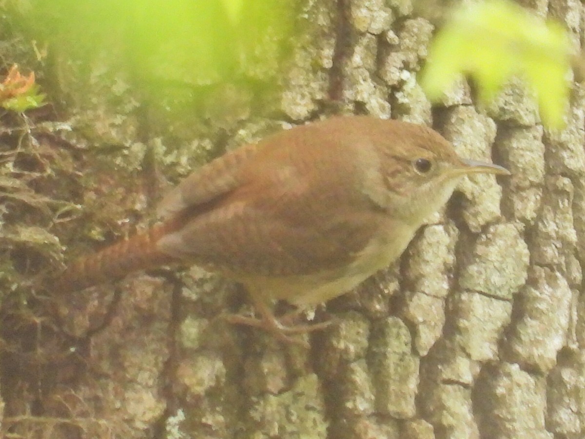 Winter Wren - ML328802781