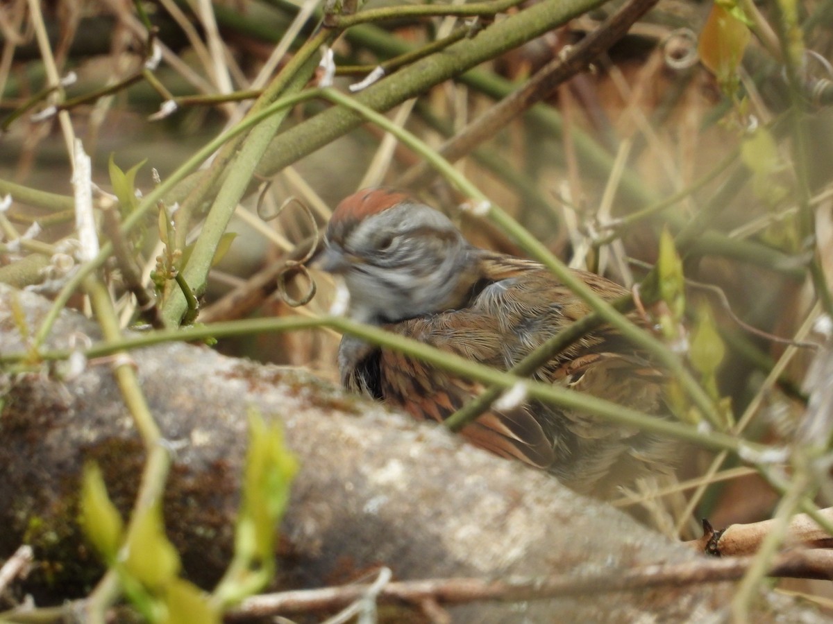Swamp Sparrow - ML328804361