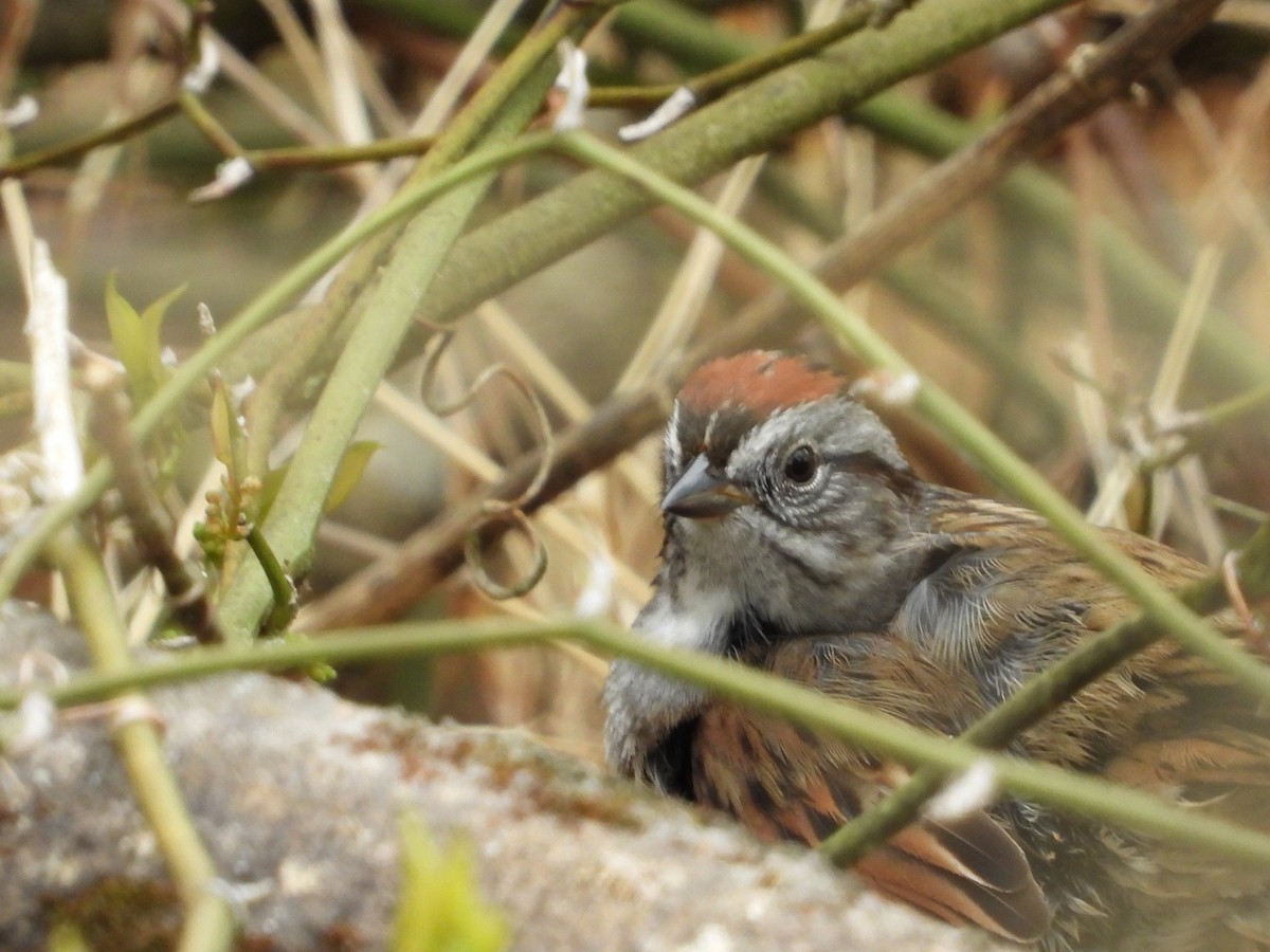 Swamp Sparrow - ML328804831