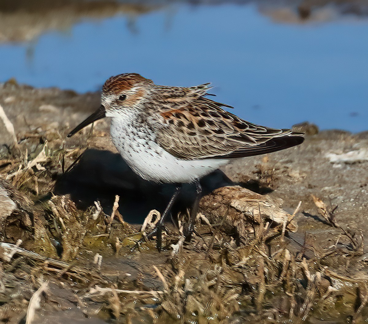 Bécasseau d'Alaska - ML328806091