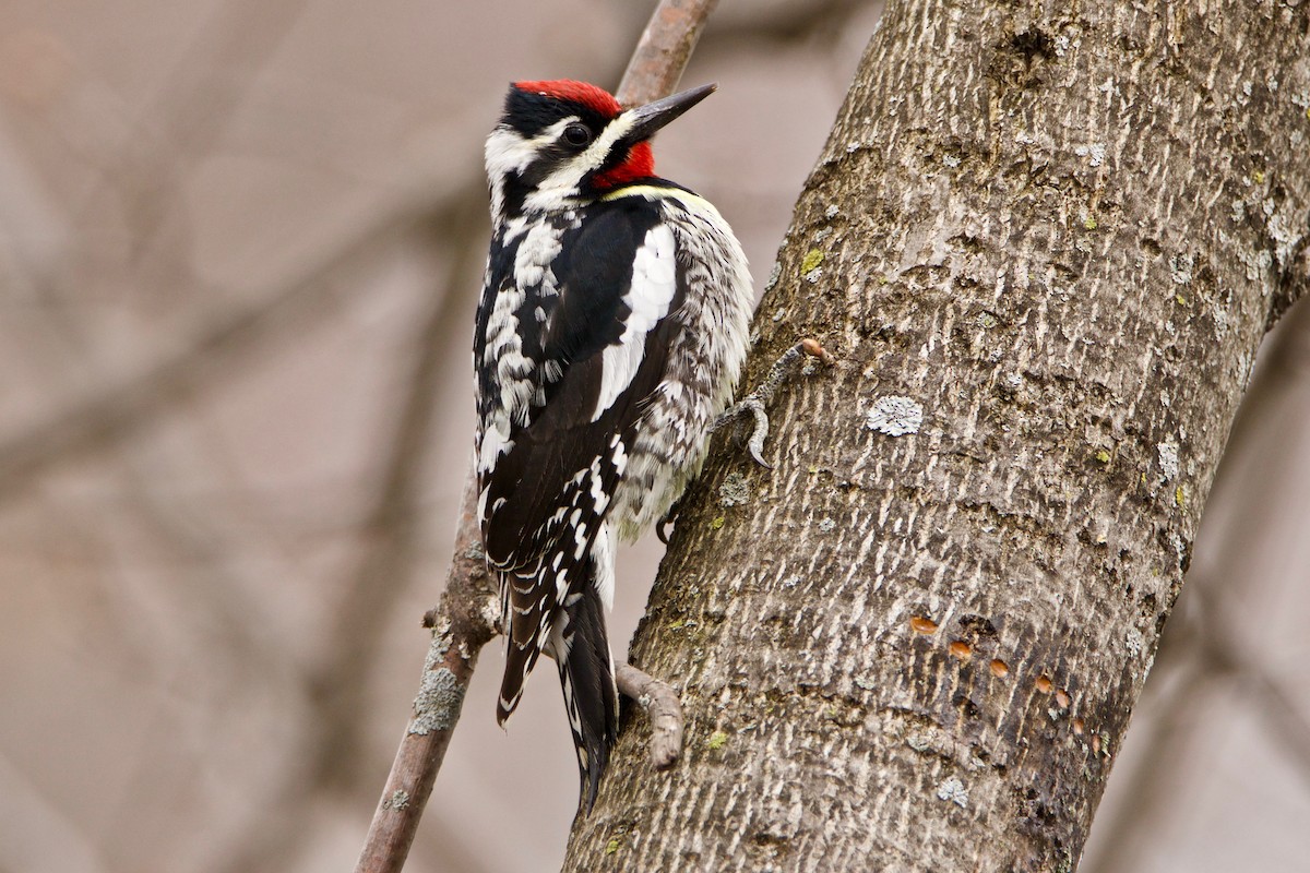 Yellow-bellied Sapsucker - ML328807051