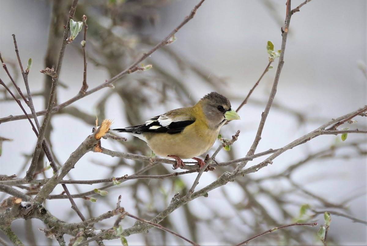 Evening Grosbeak - janice strandburg-strong
