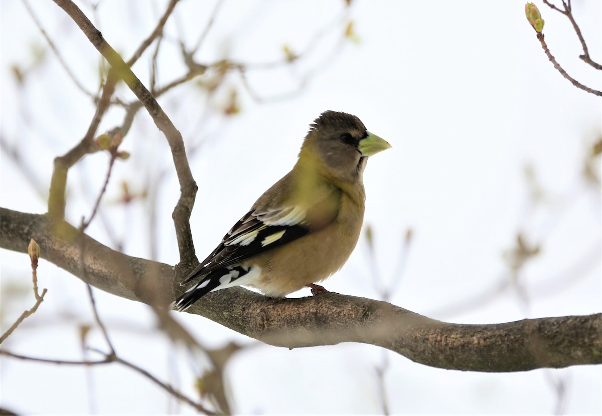 Evening Grosbeak - ML328807231