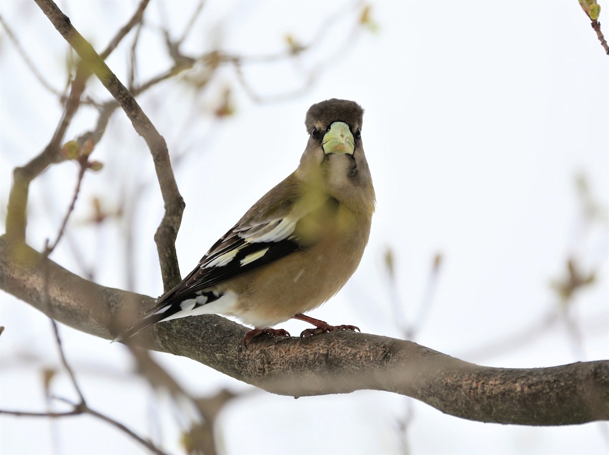 Evening Grosbeak - ML328807241