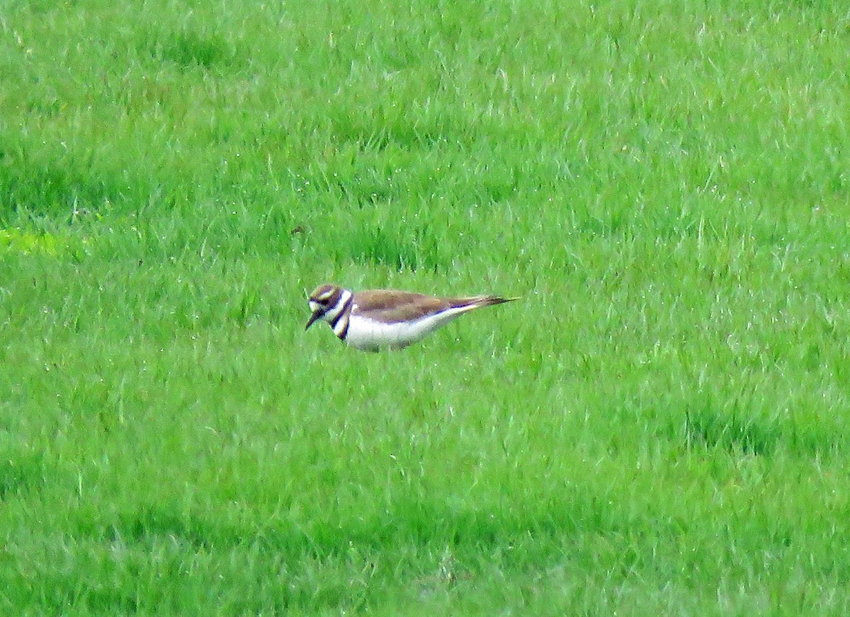 Killdeer - ML328808331