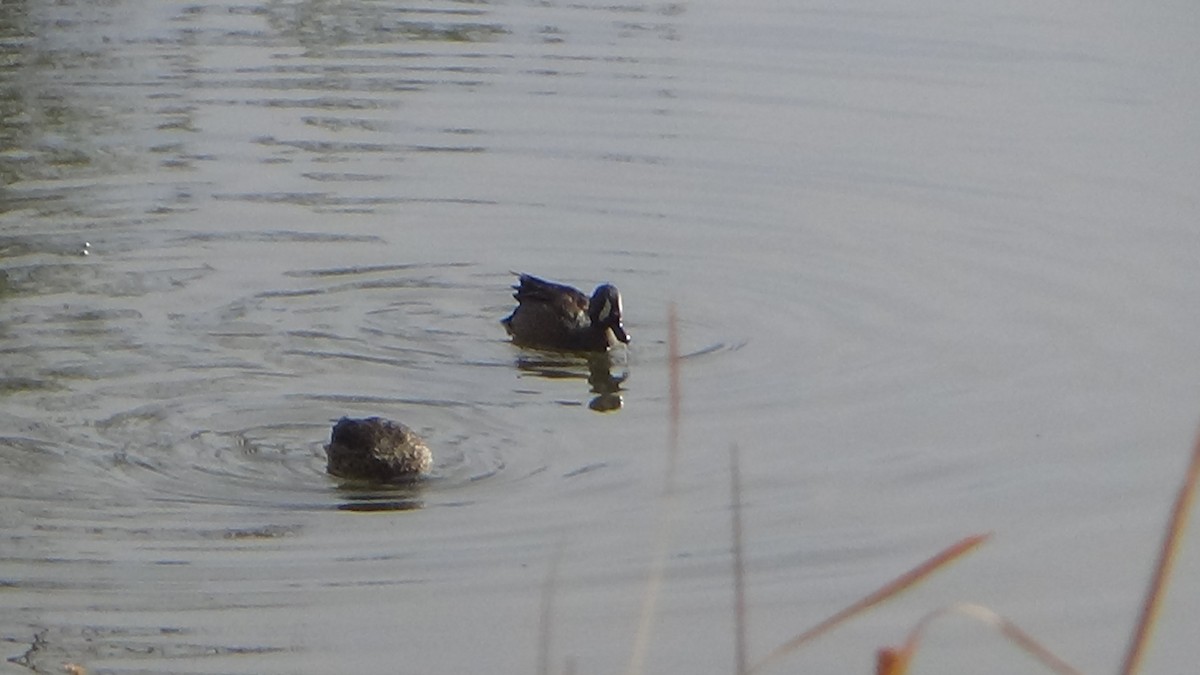 Blue-winged Teal - Lindy Martinez