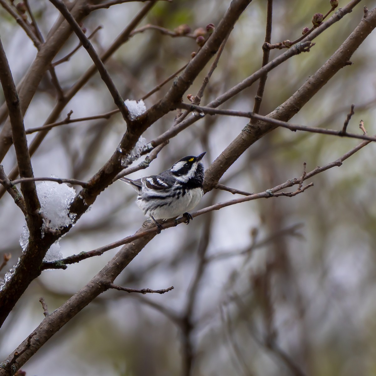 Black-throated Gray Warbler - Ryder Shelley