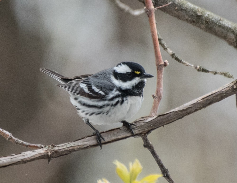 Black-throated Gray Warbler - josh Ketry