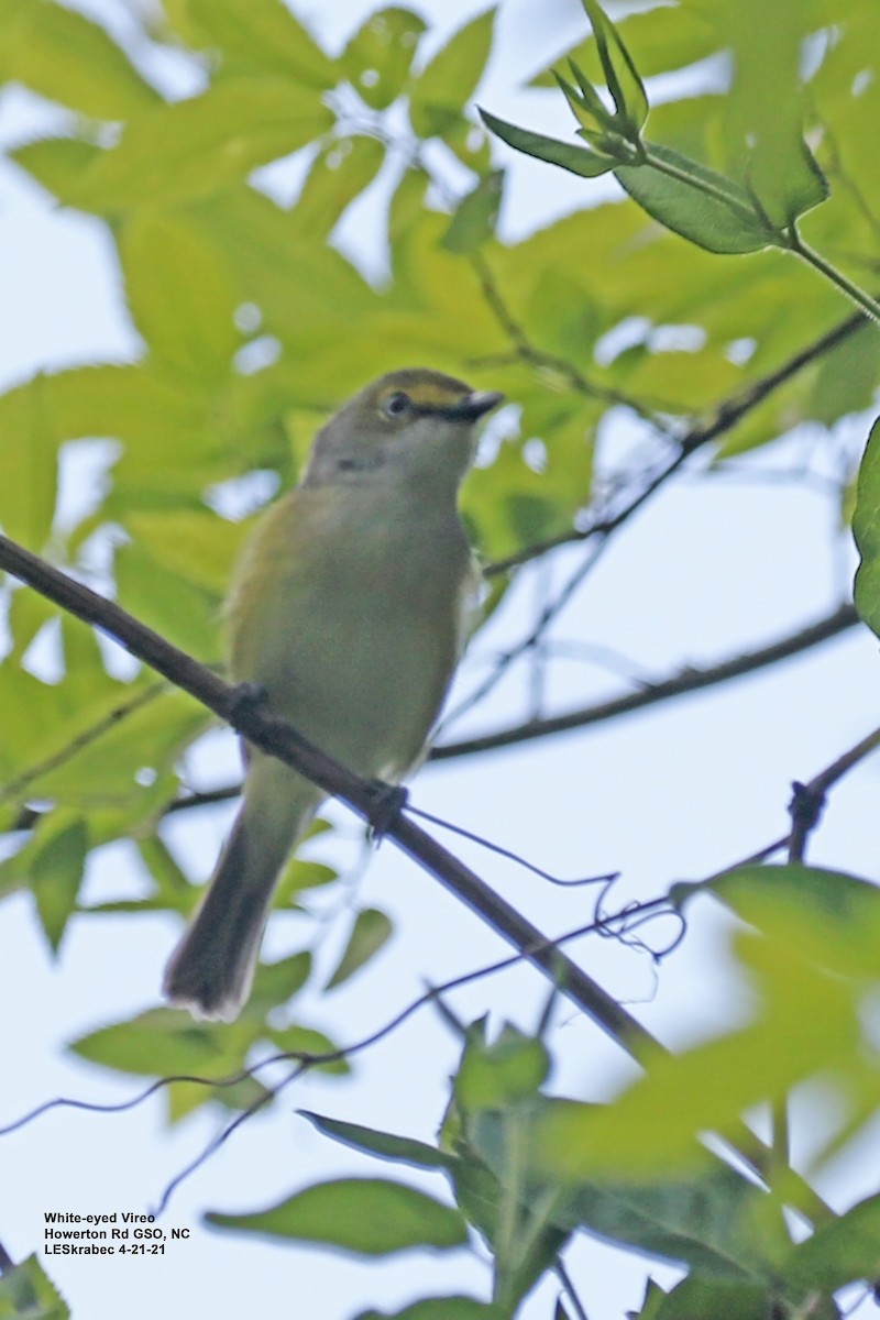 Viréo aux yeux blancs - ML328811221