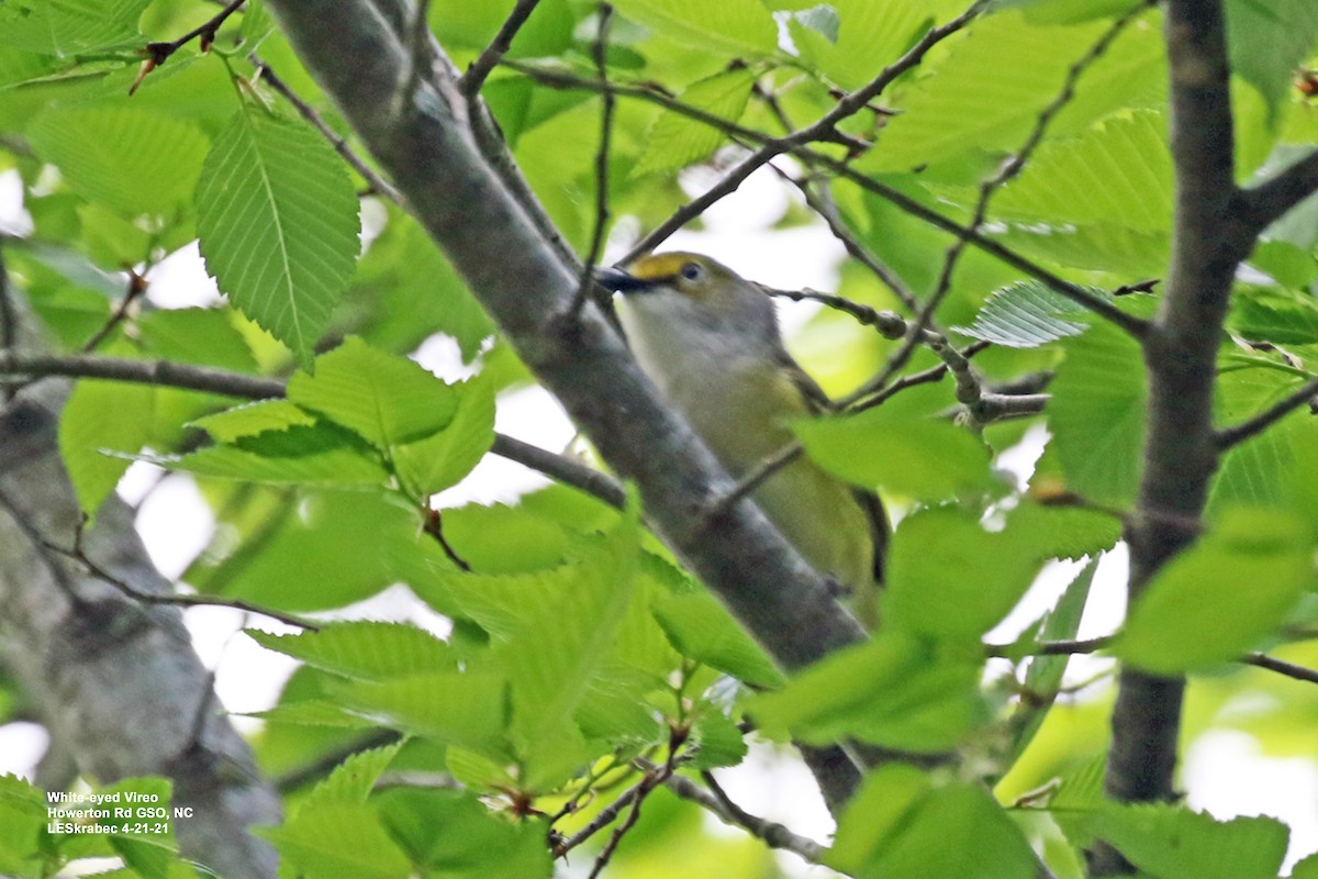 Viréo aux yeux blancs - ML328811241
