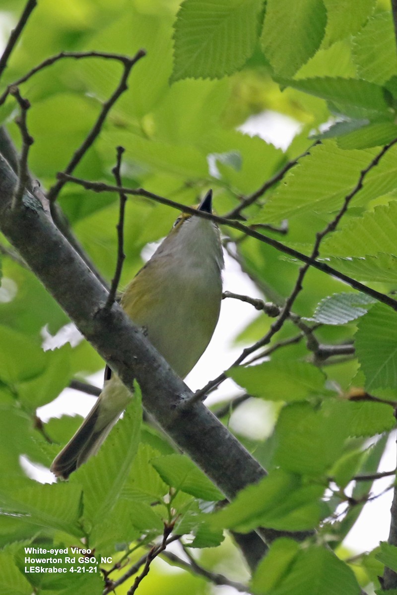 Viréo aux yeux blancs - ML328811251