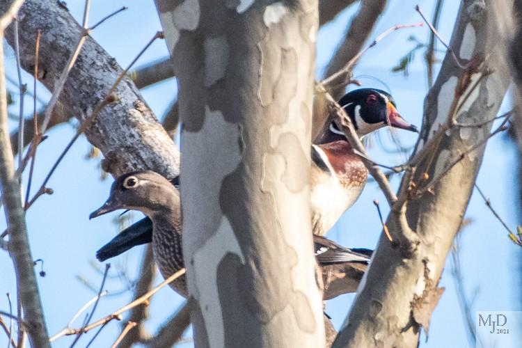 Wood Duck - ML328812341