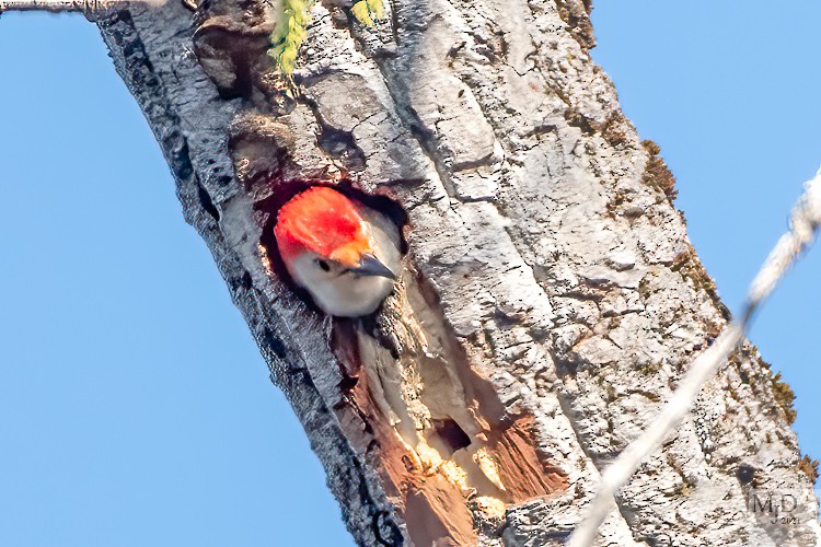 Red-bellied Woodpecker - ML328812441