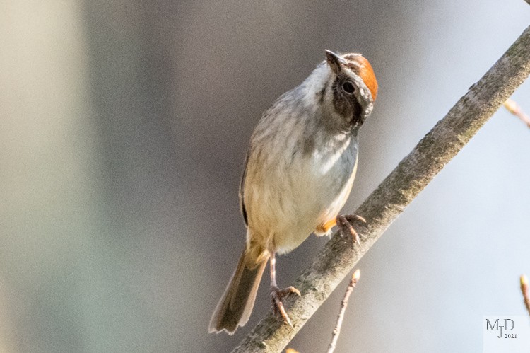 Swamp Sparrow - ML328812491