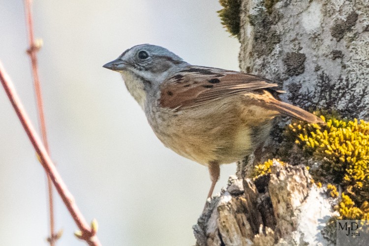 Swamp Sparrow - ML328812501