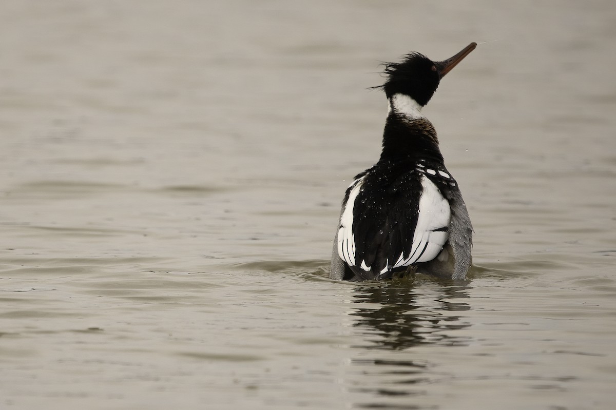 Red-breasted Merganser - Cam Nikkel