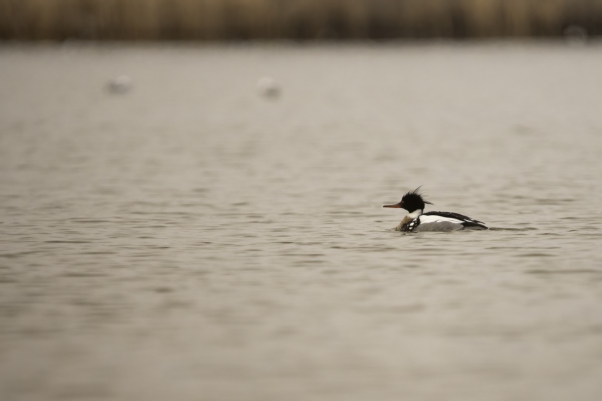 Red-breasted Merganser - ML328814351