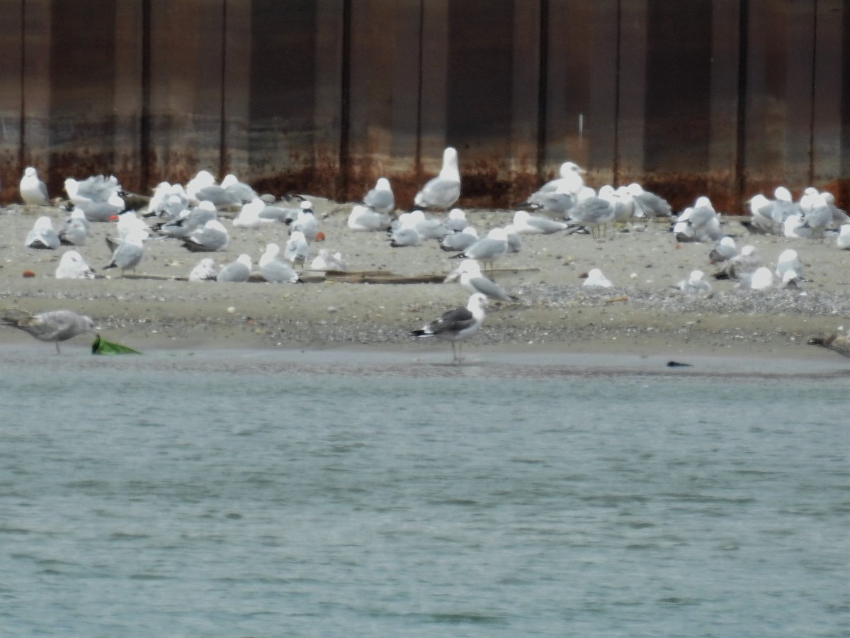 Lesser Black-backed Gull - ML328816561