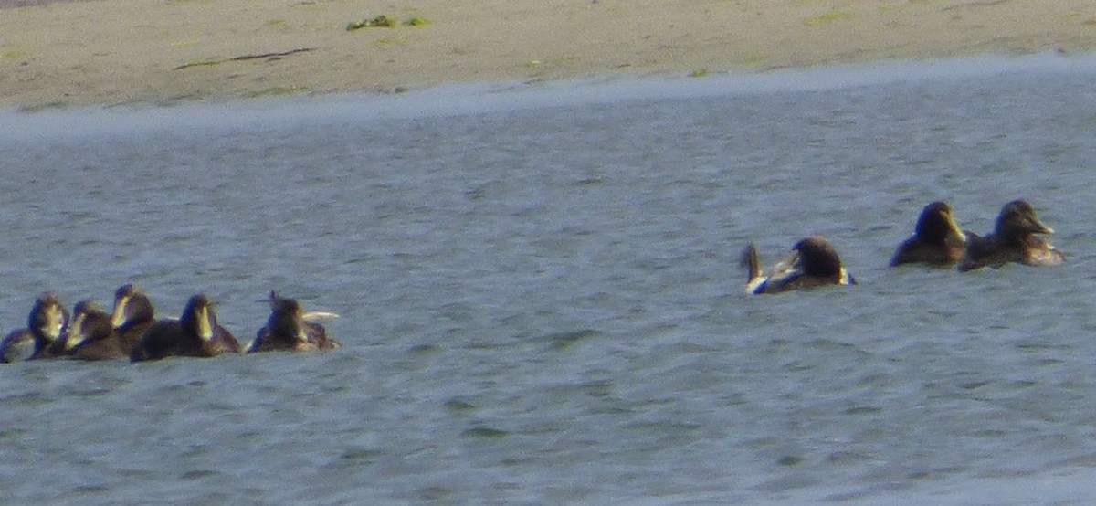 Common Eider - ML32881661