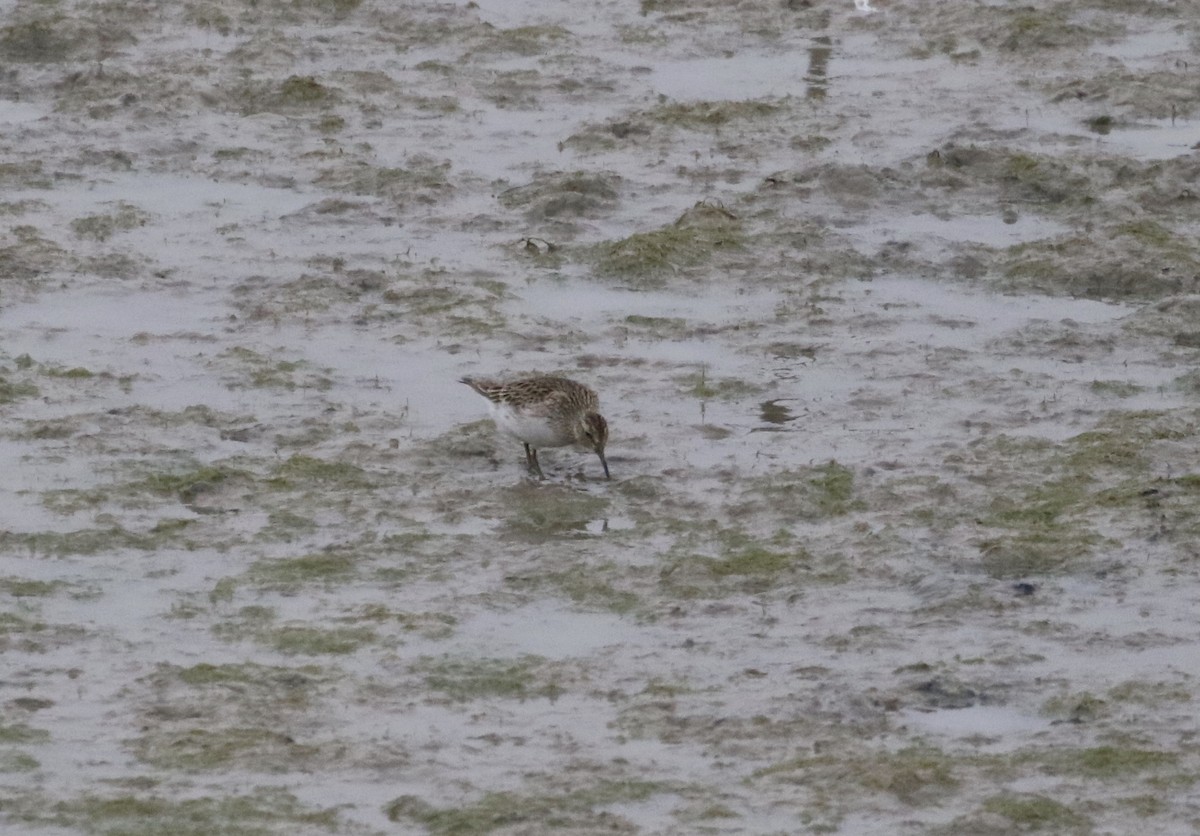 Graubrust-Strandläufer - ML328817641